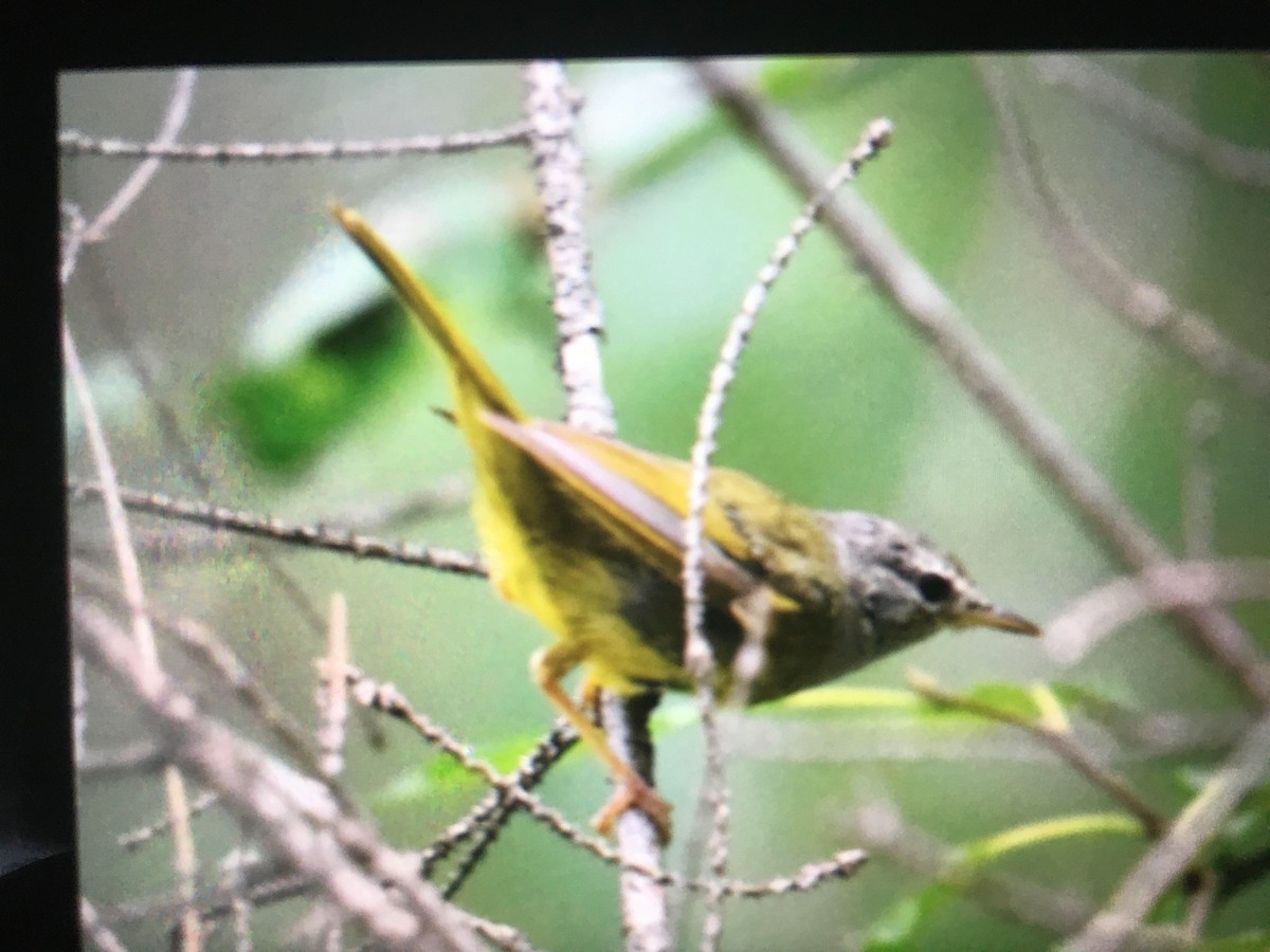 kjerrparula - ML626957088
