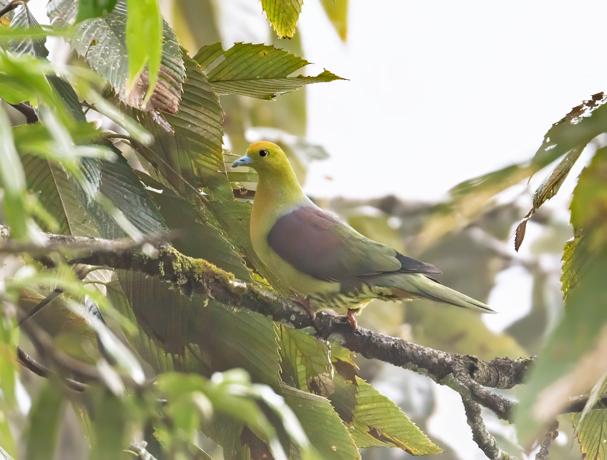 Wedge-tailed Green-Pigeon - ML626957104