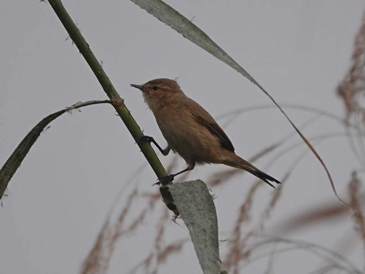 budníček menší - ML626957106