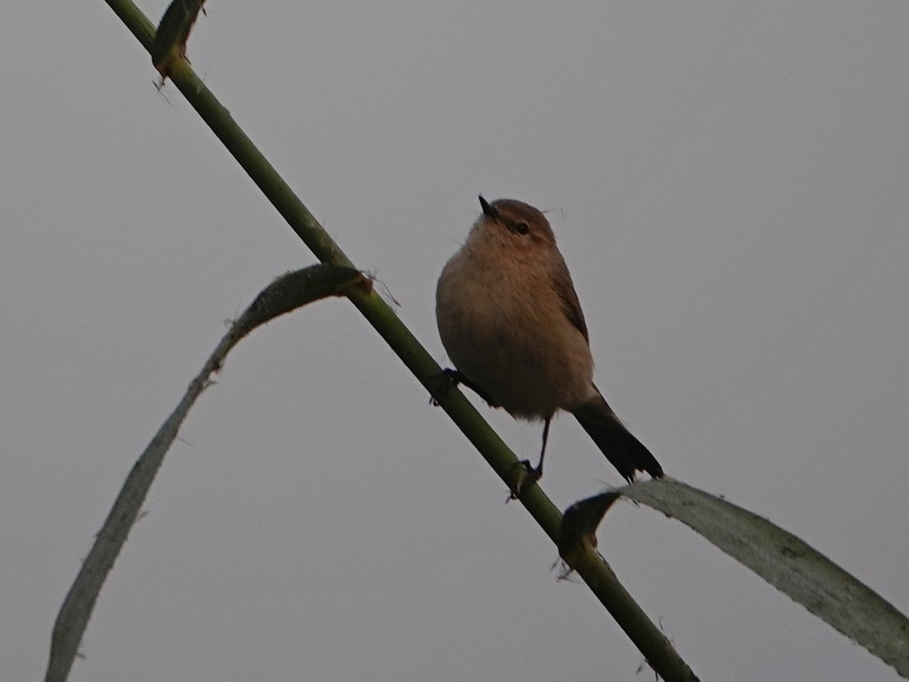 budníček menší - ML626957107