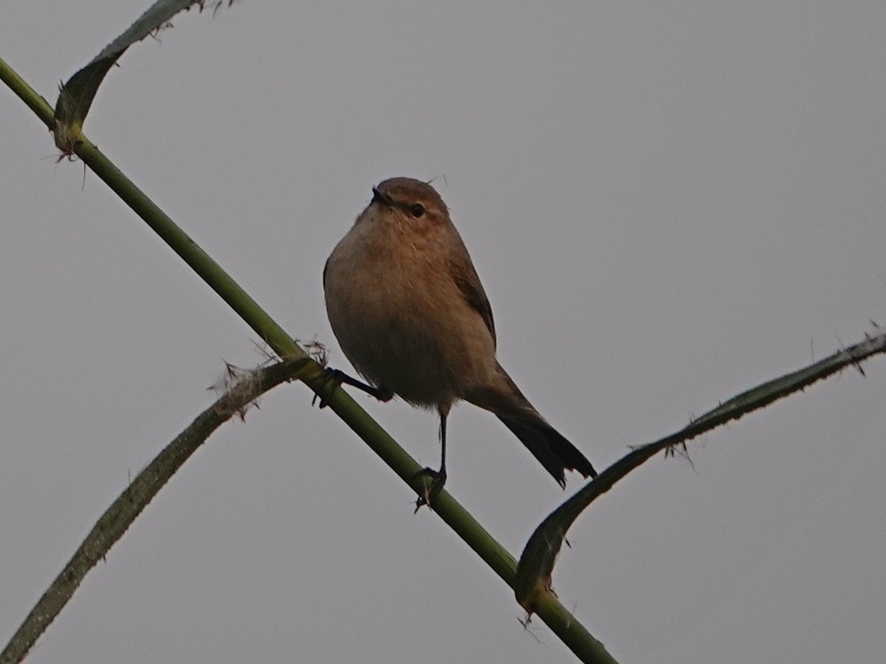 budníček menší - ML626957108