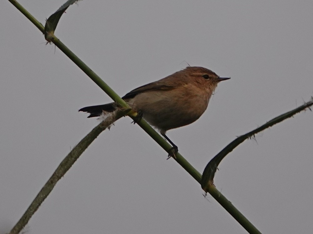 budníček menší - ML626957109