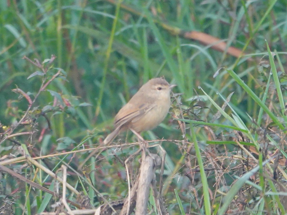 budníček sp. - ML626957128