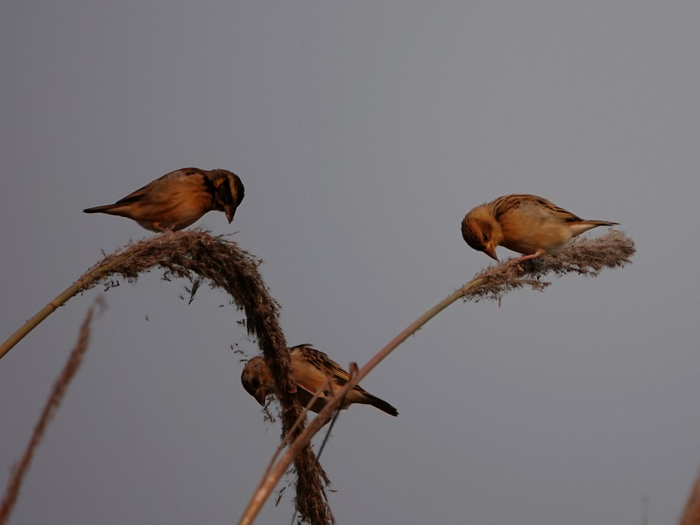 snovač indomalajský - ML626957161