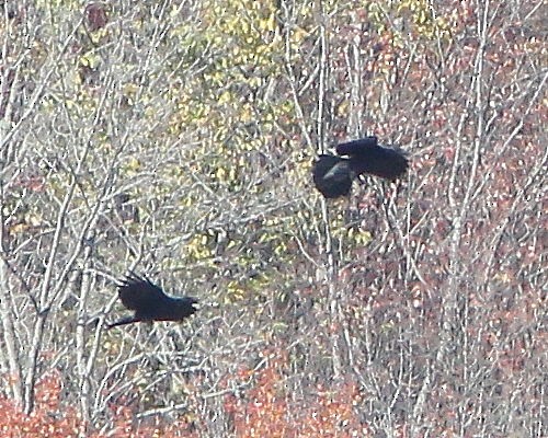 Common Raven - ML626957163