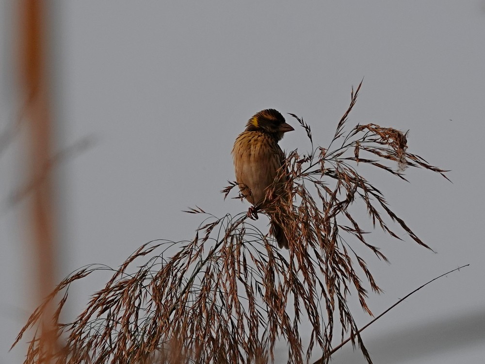 snovač jihoasijský - ML626957171