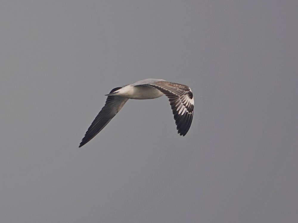 racek sp. - ML626957182