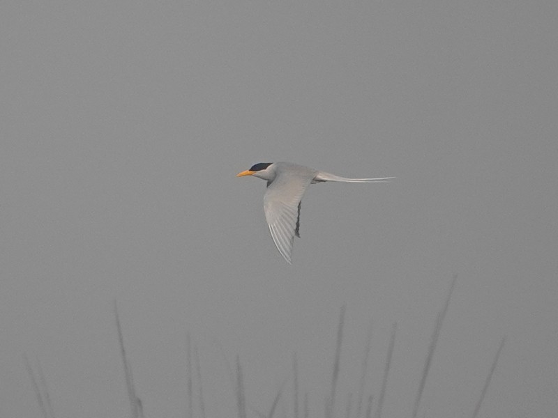 rybák říční - ML626957198