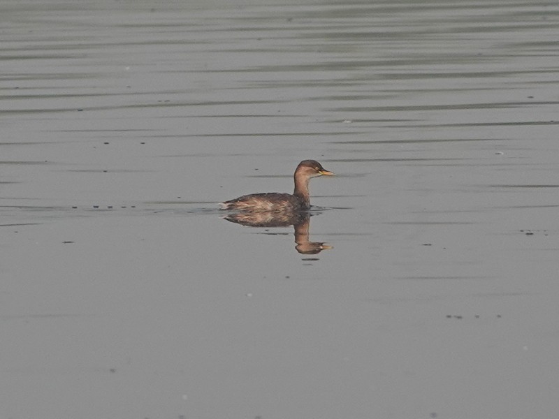 potápka malá - ML626957206