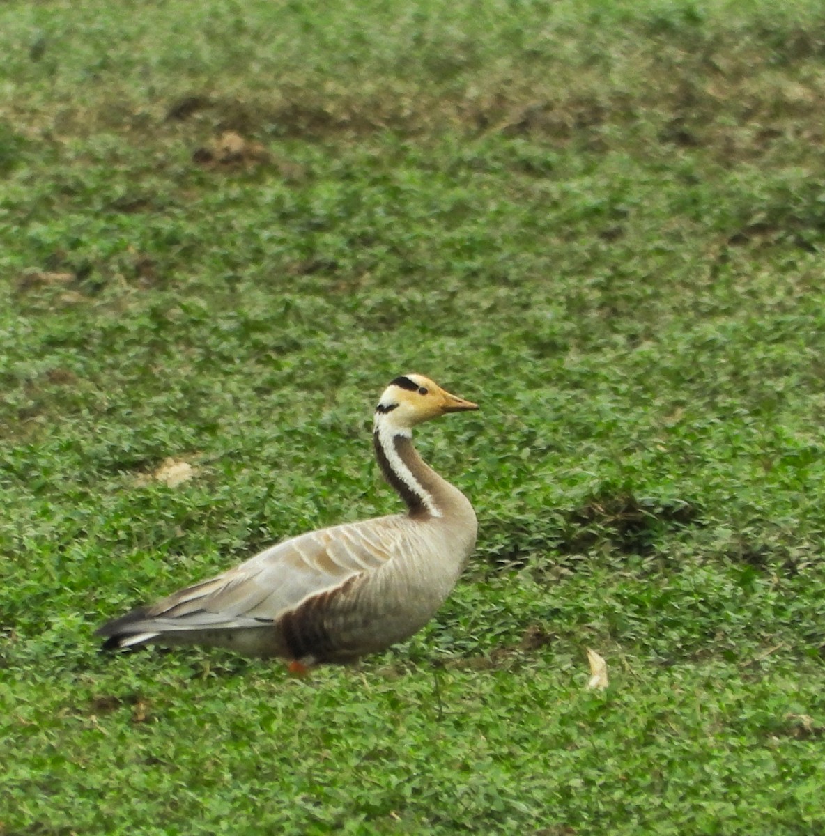 Bar-headed Goose - ML626957221