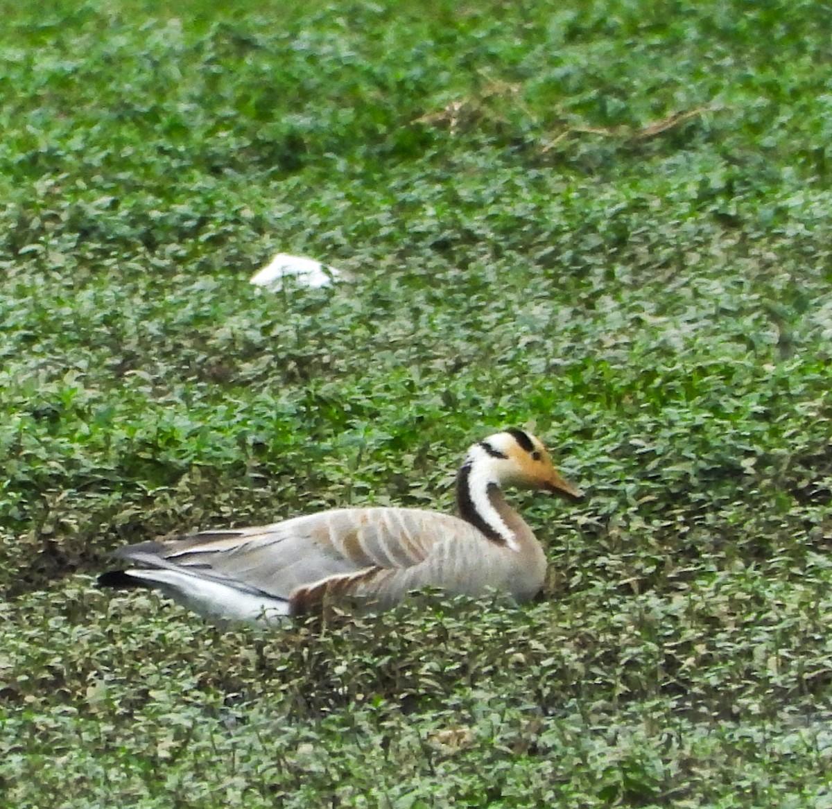 Bar-headed Goose - ML626957222