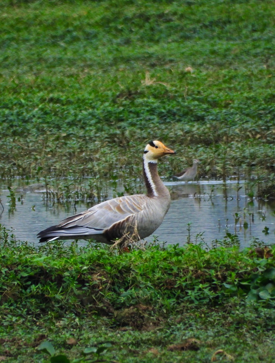 Bar-headed Goose - ML626957223