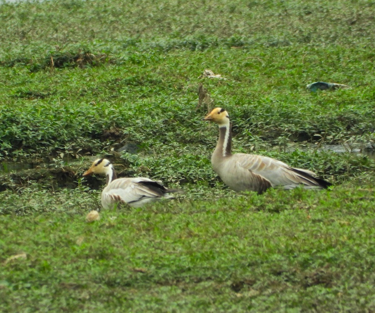 Bar-headed Goose - ML626957224