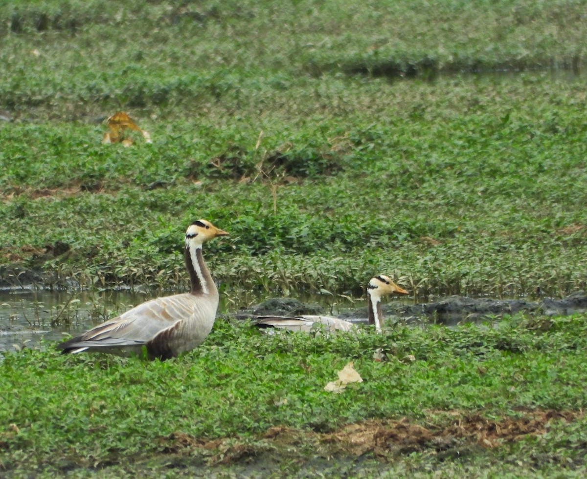 Bar-headed Goose - ML626957225