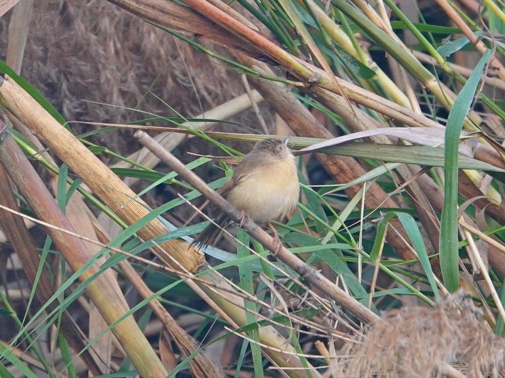 Plain Prinia - ML626957237