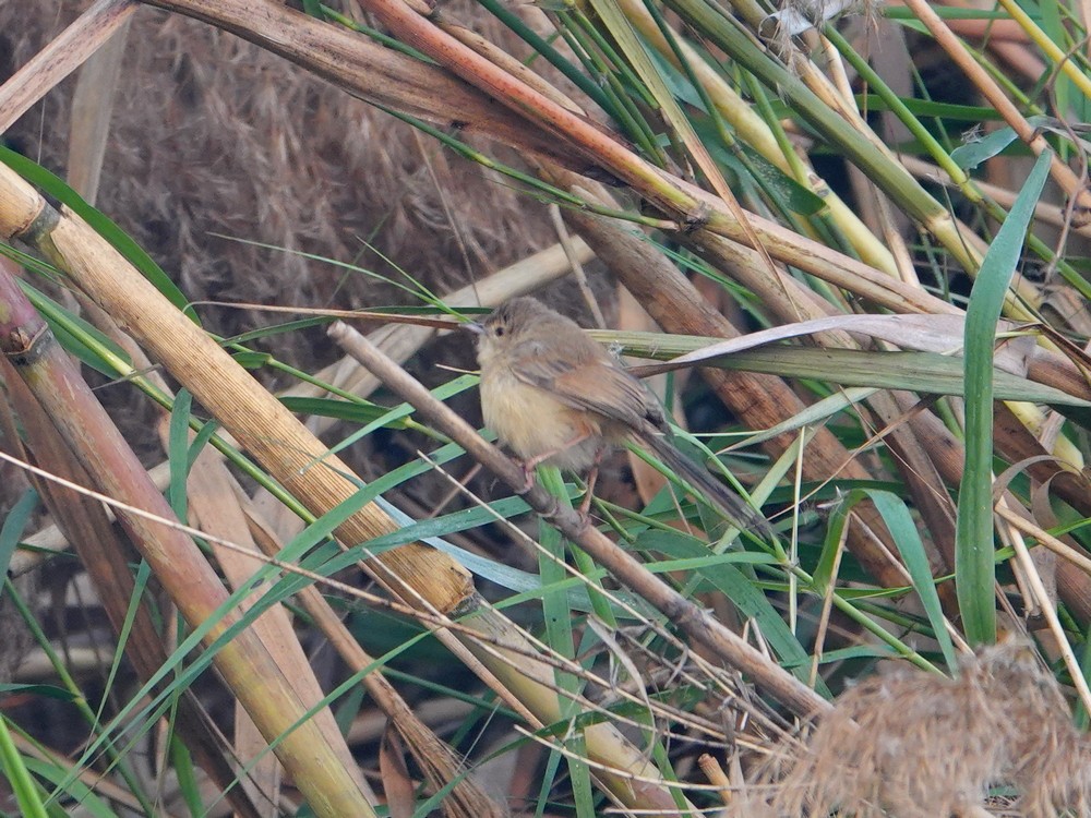 Plain Prinia - ML626957238