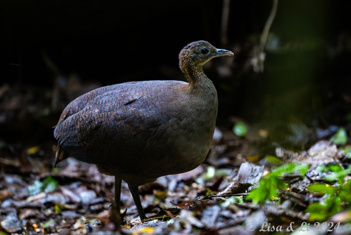 Solitary Tinamou - ML626957250