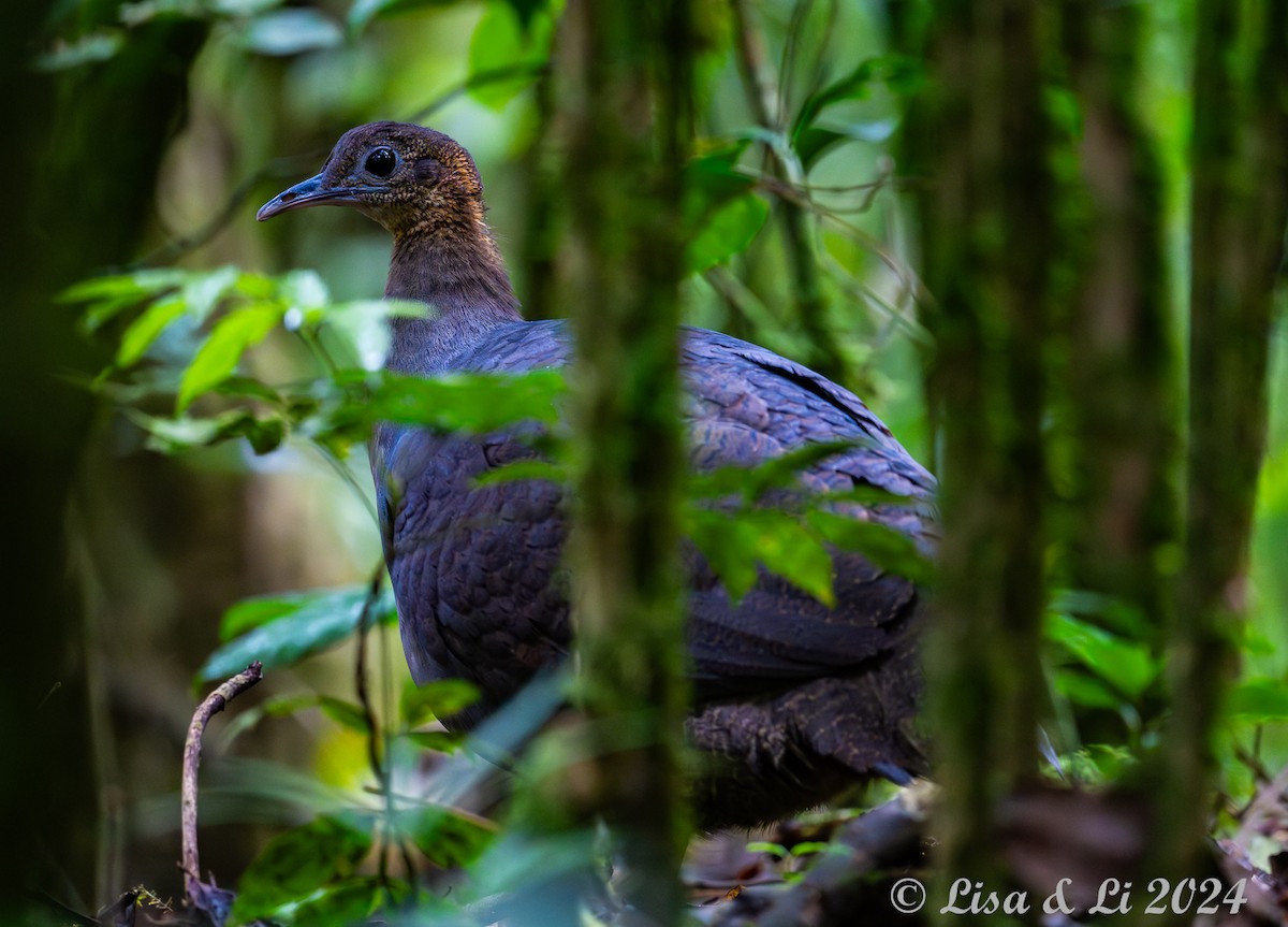 Solitary Tinamou - ML626957251