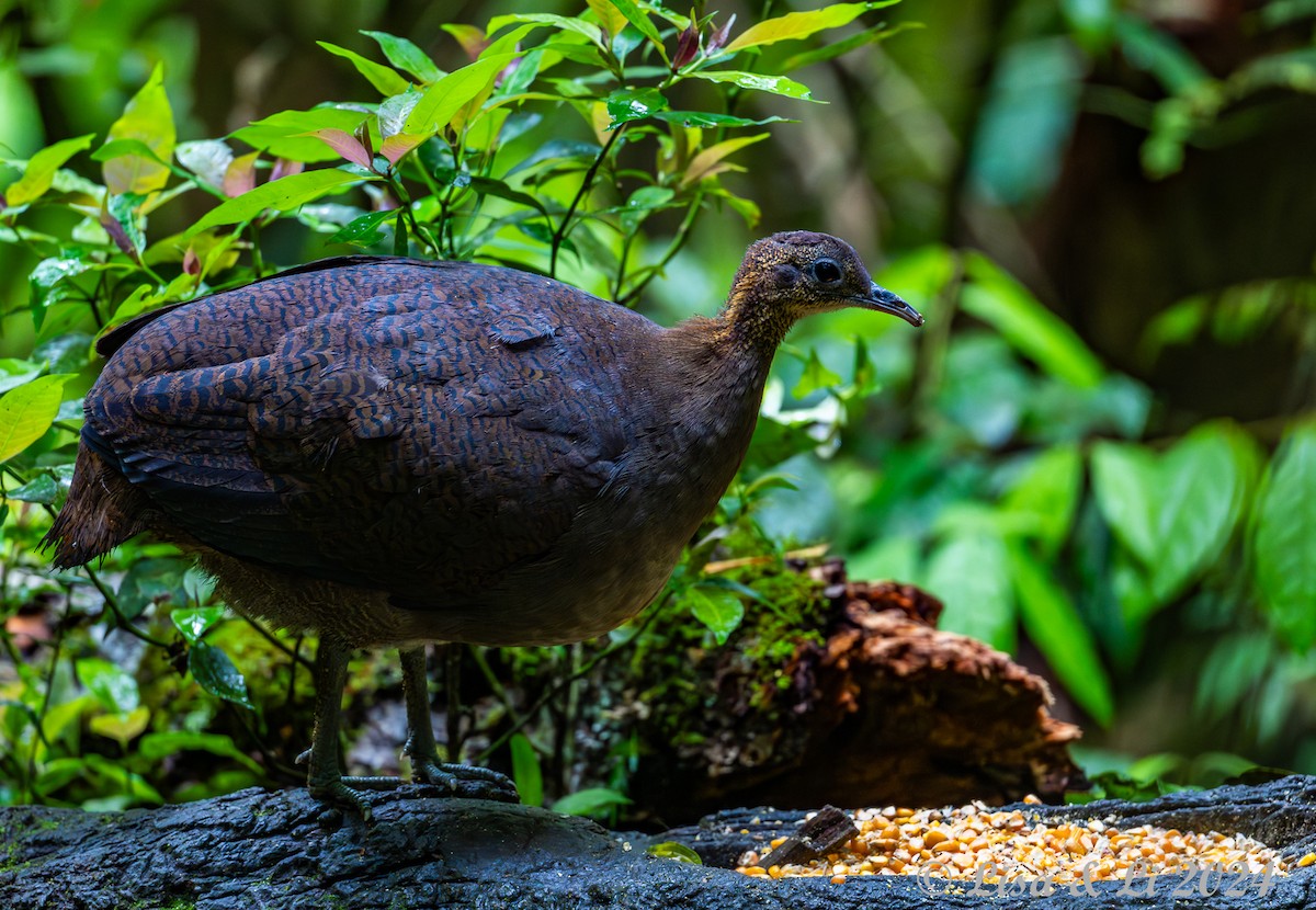 Solitary Tinamou - ML626957252