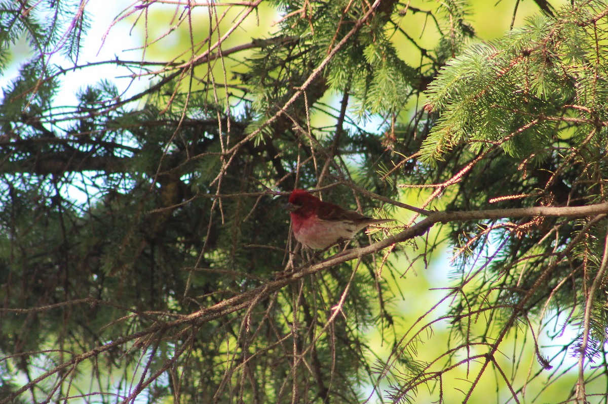 Purple Finch - ML62695731