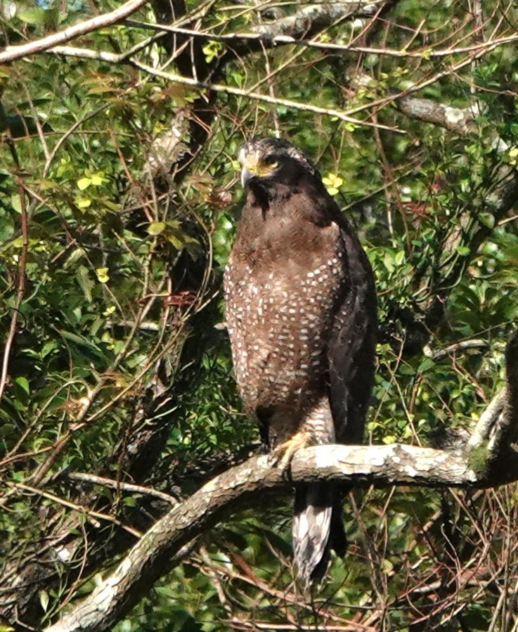 Crested Serpent-Eagle - ML626957345