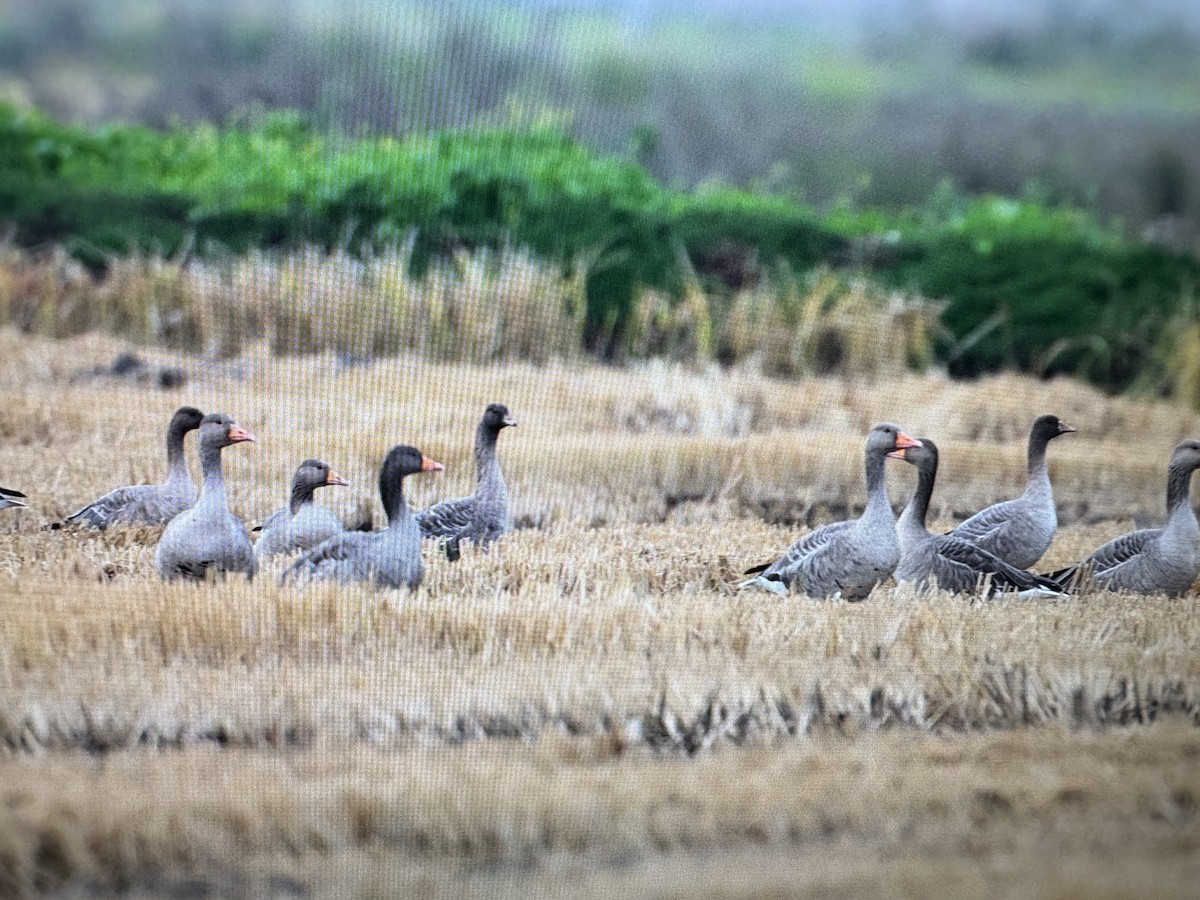 Pink-footed Goose - ML626957406