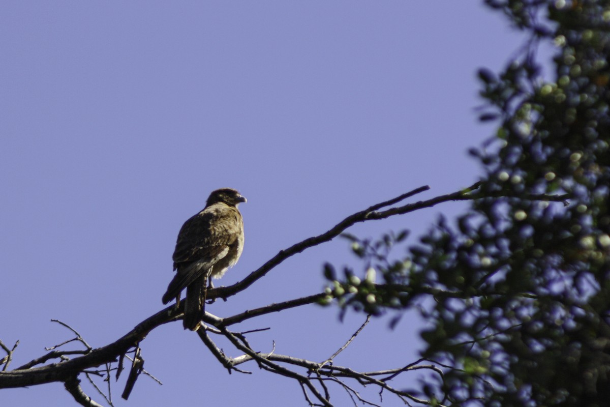 Chimango Caracara - ML626957506