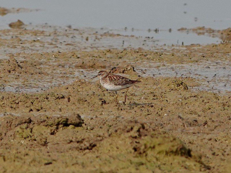 jespák dlouhoprstý - ML626957574