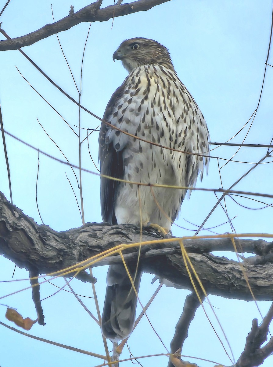 Cooper's Hawk - ML626957599