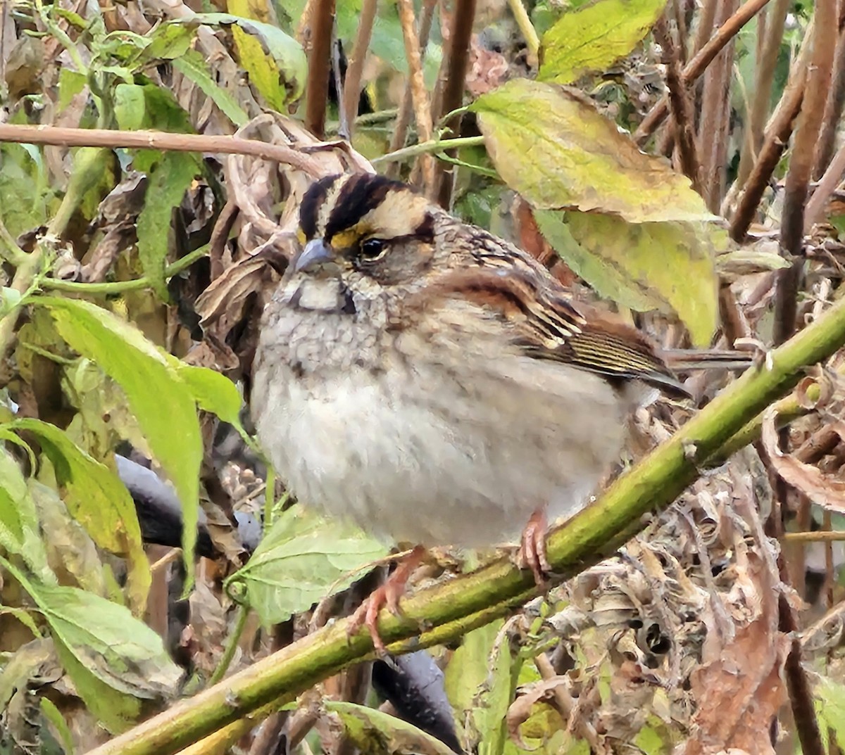 White-throated Sparrow - ML626957609