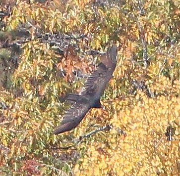 Turkey Vulture - ML626957616