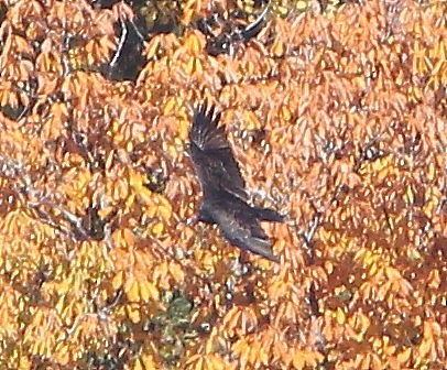 Turkey Vulture - ML626957618