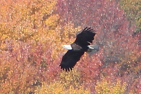 Bald Eagle - ML626957637