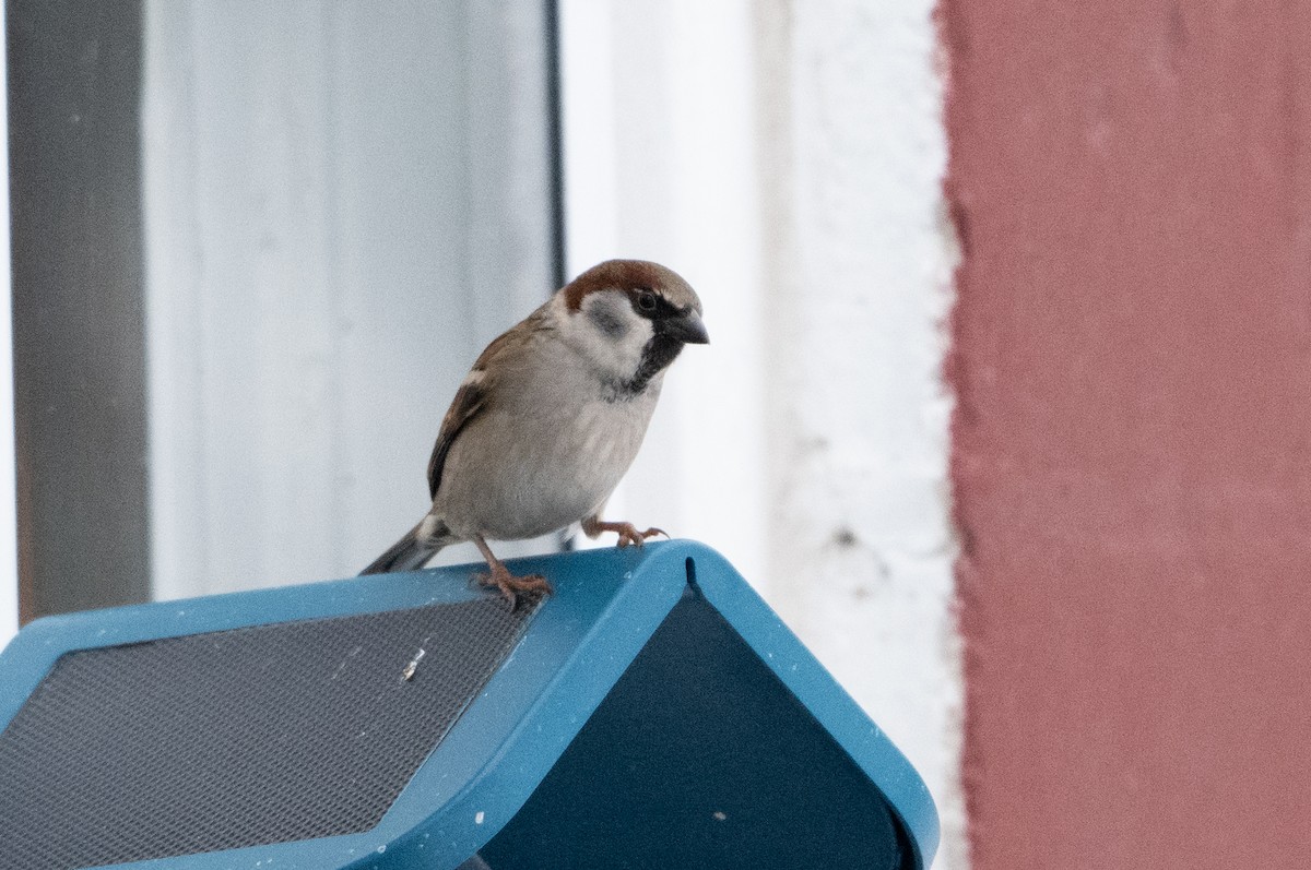 House x Eurasian Tree Sparrow (hybrid) - ML626957763