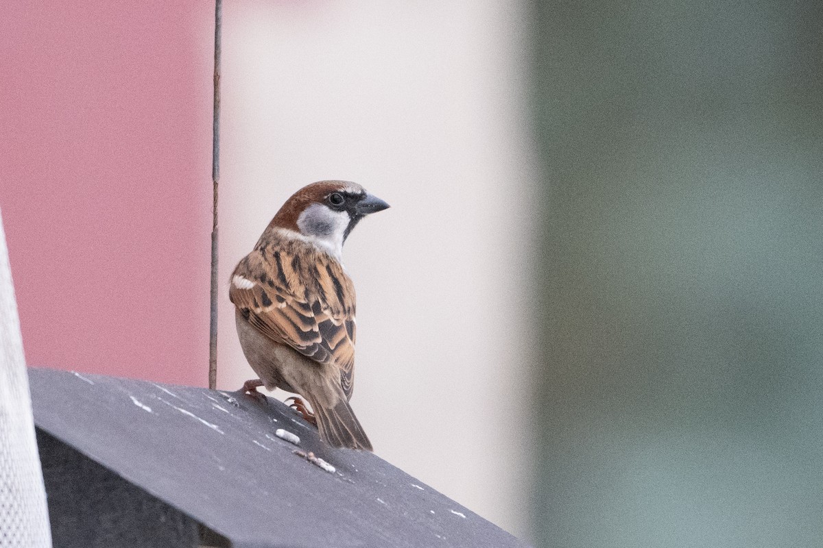 House x Eurasian Tree Sparrow (hybrid) - ML626957780