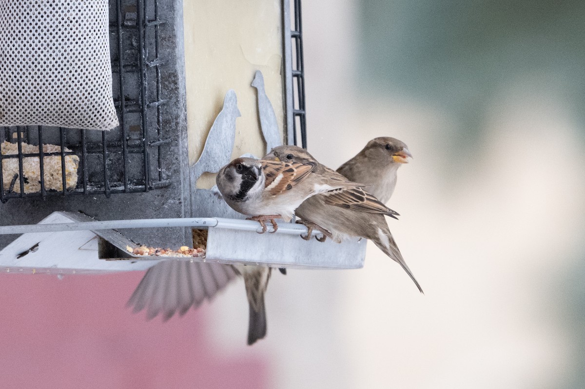 House x Eurasian Tree Sparrow (hybrid) - ML626957783