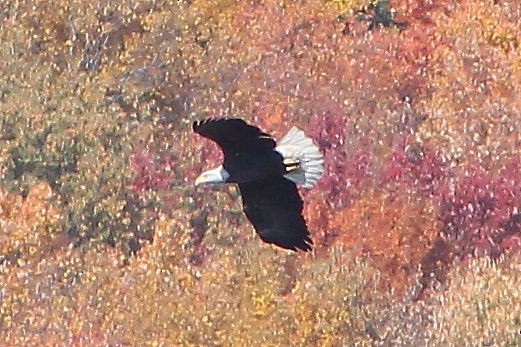 Bald Eagle - ML626957806