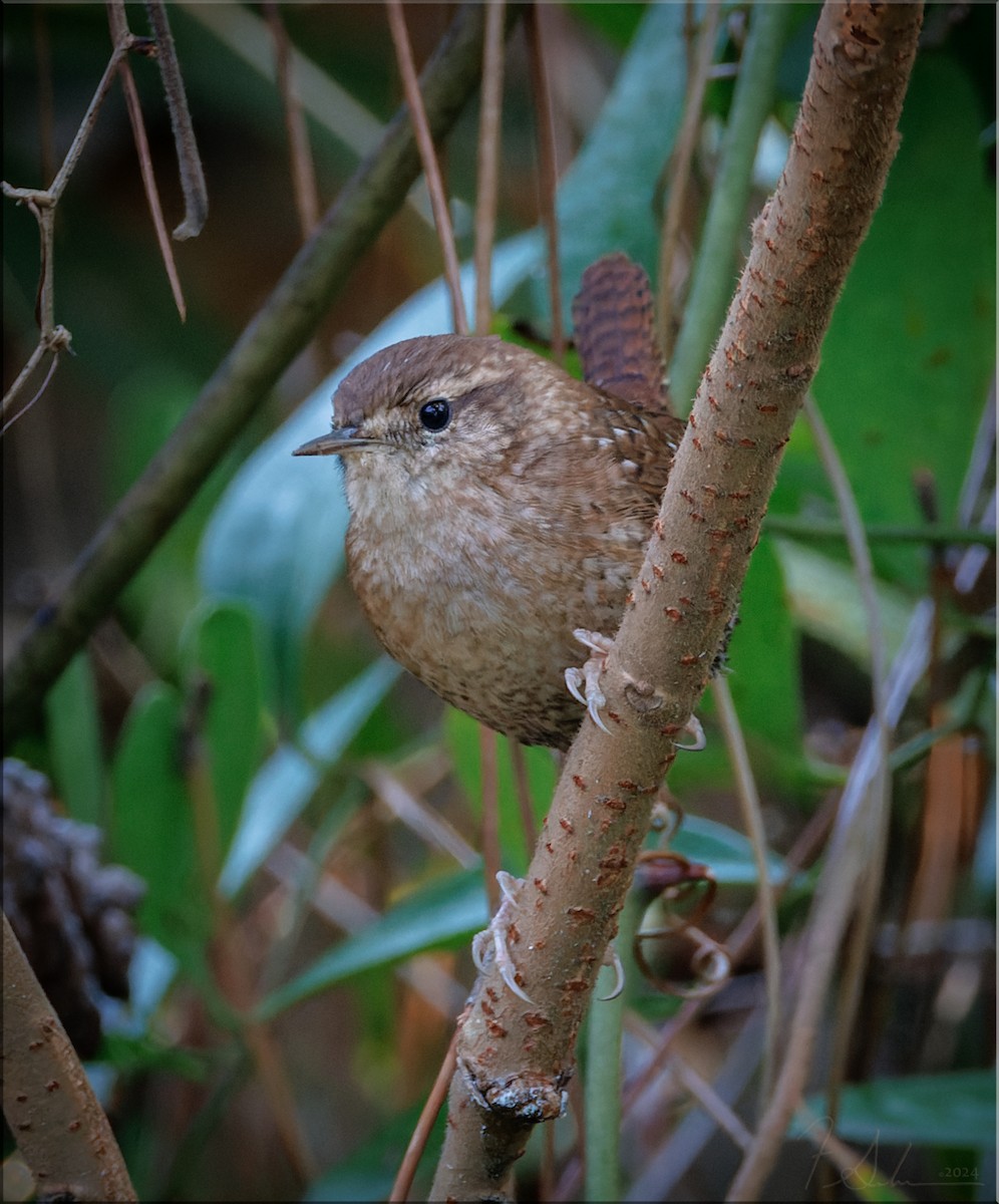 Winter Wren - ML626957818