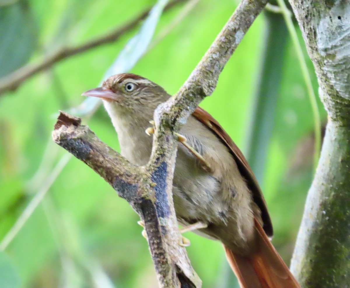 Streak-capped Spinetail - ML626957920