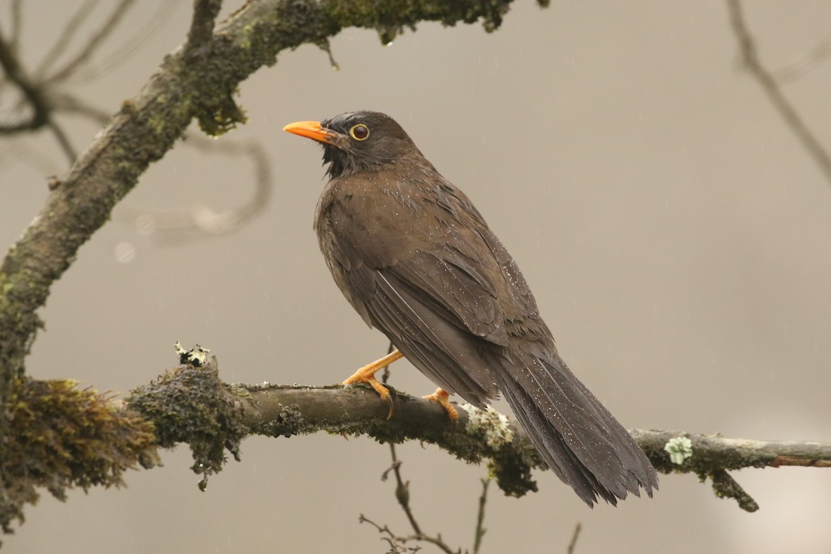 Great Thrush - ML626958250