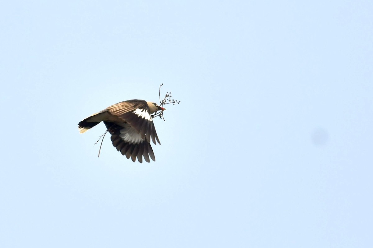 Burmese Myna - ML626958271