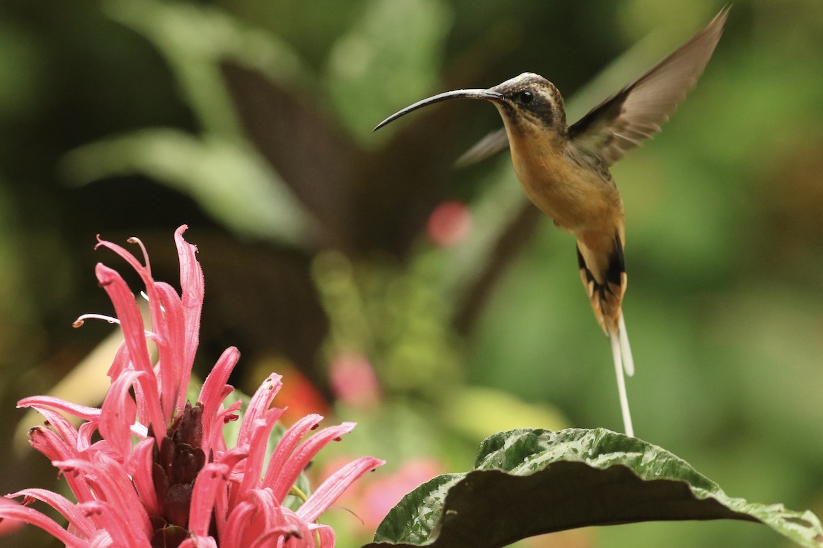 Tawny-bellied Hermit - ML626958293