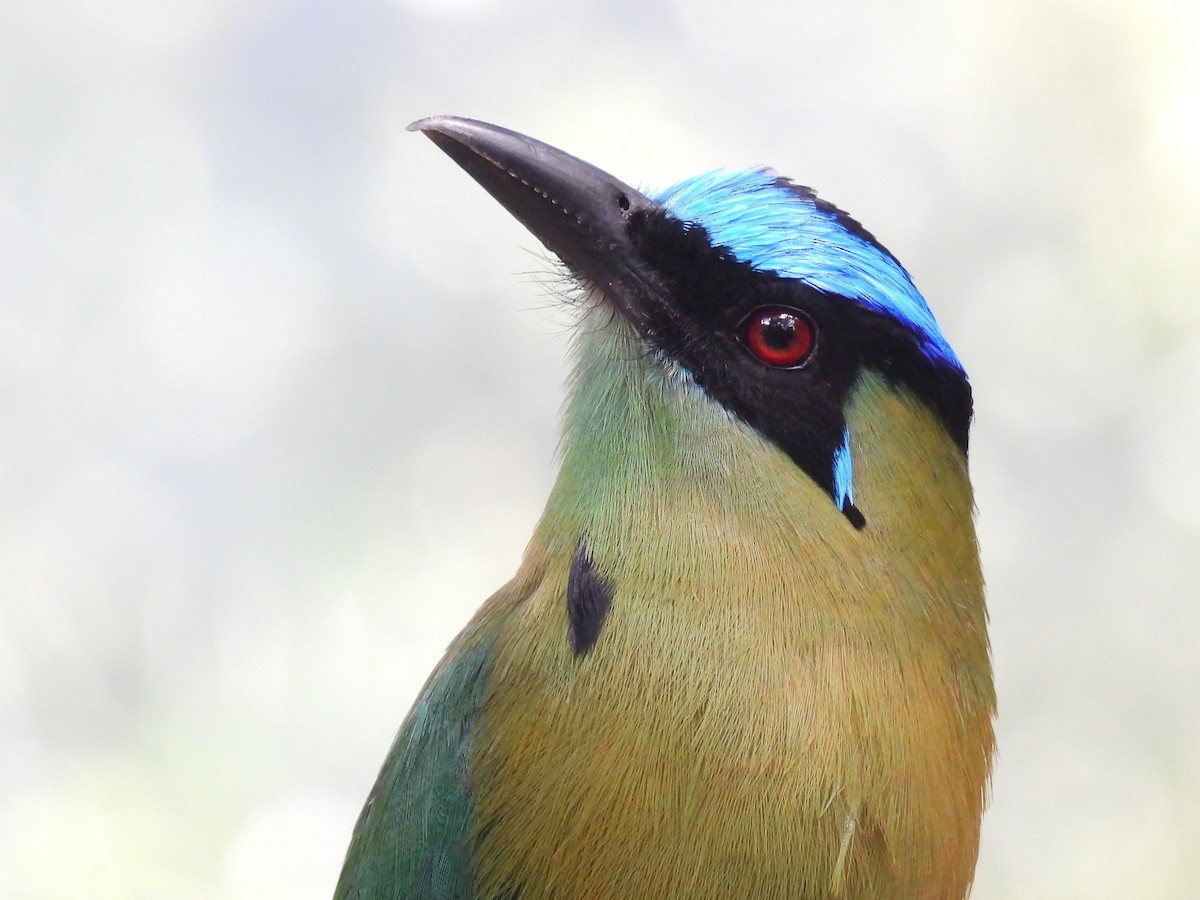 Andean Motmot - ML626958305