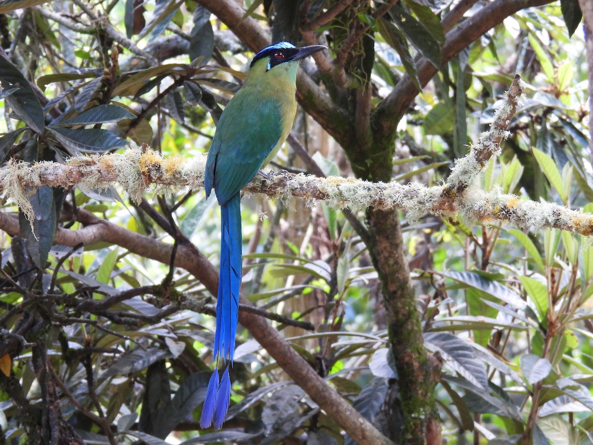 Andean Motmot - ML626958306