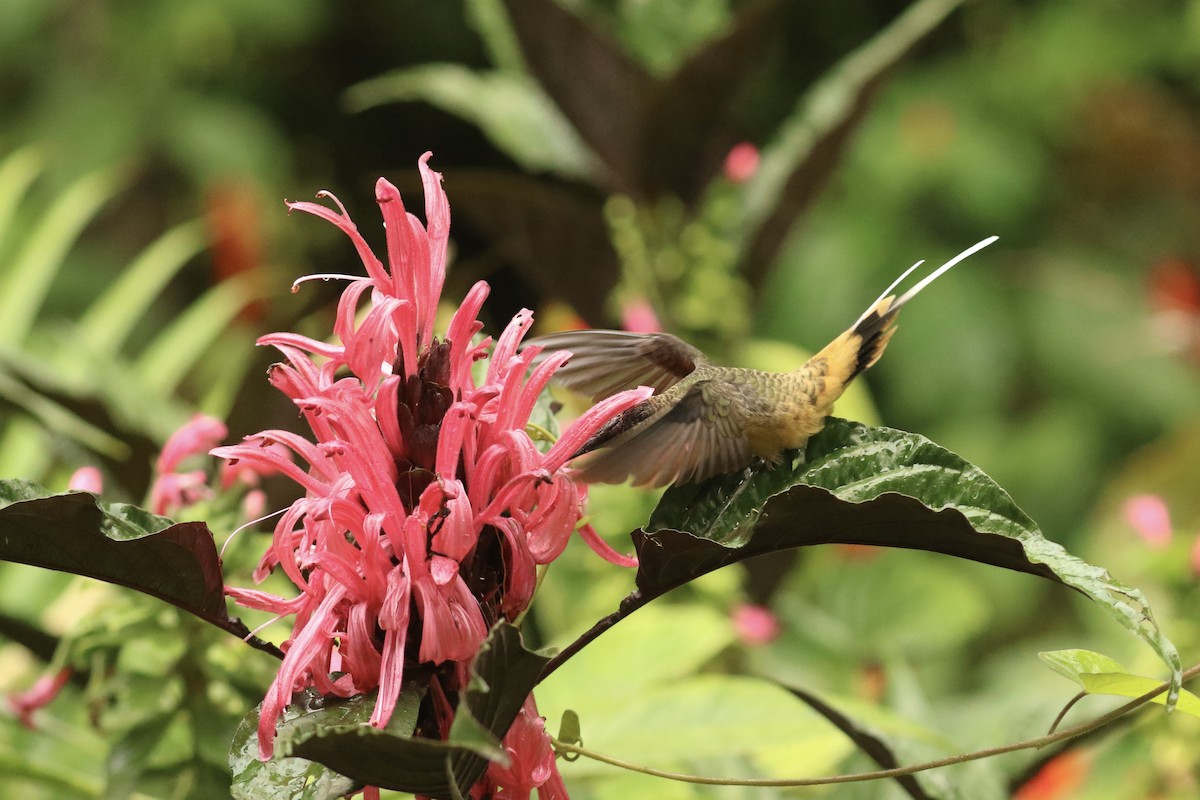 Tawny-bellied Hermit - ML626958321