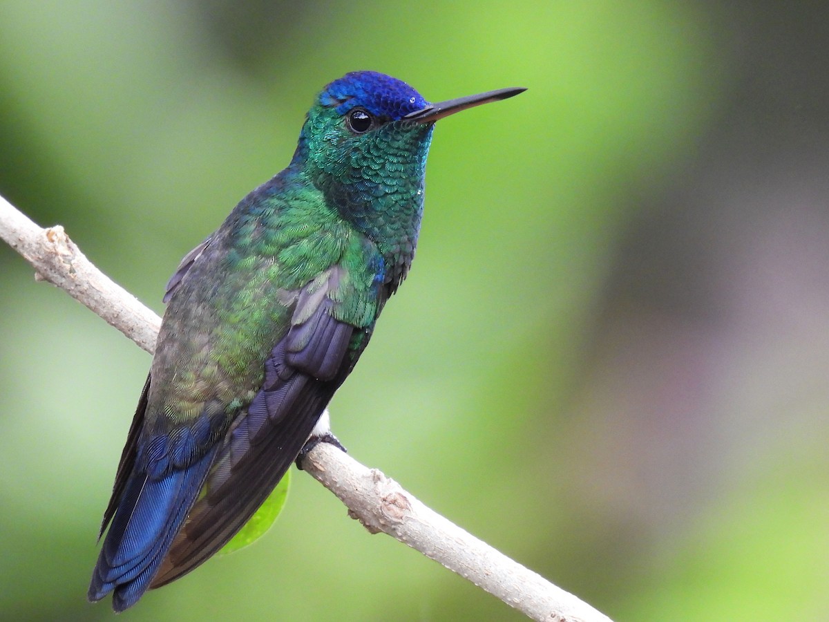 Indigo-capped Hummingbird - ML626958330