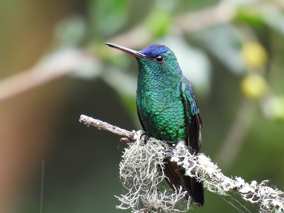 Indigo-capped Hummingbird - ML626958331