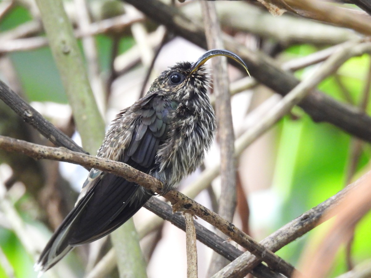 White-tipped Sicklebill - ML626958351