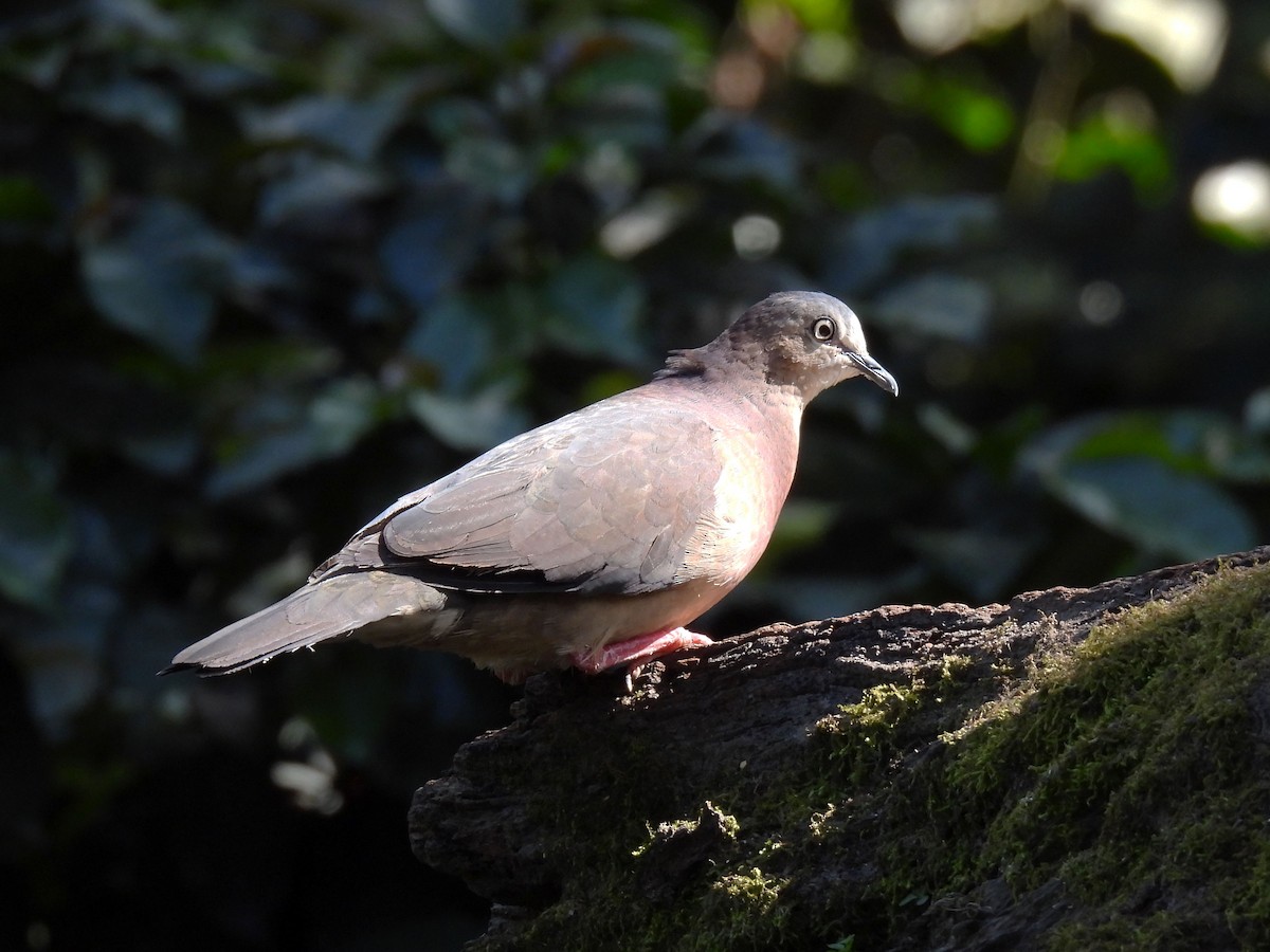 Tolima Dove - ML626958358