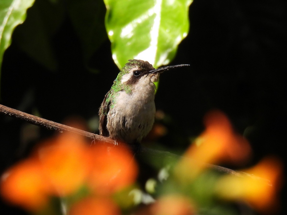 Red-billed Emerald - ML626958362